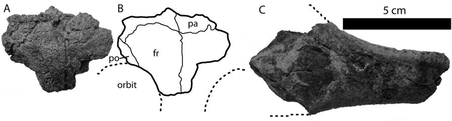 hypoplastra, partial epiplastron. Upper Green River, Wyoming, USA; Bridger Formation, Eocene (Bridgerian): AMNH 1034, partial medial hypoplastron.
