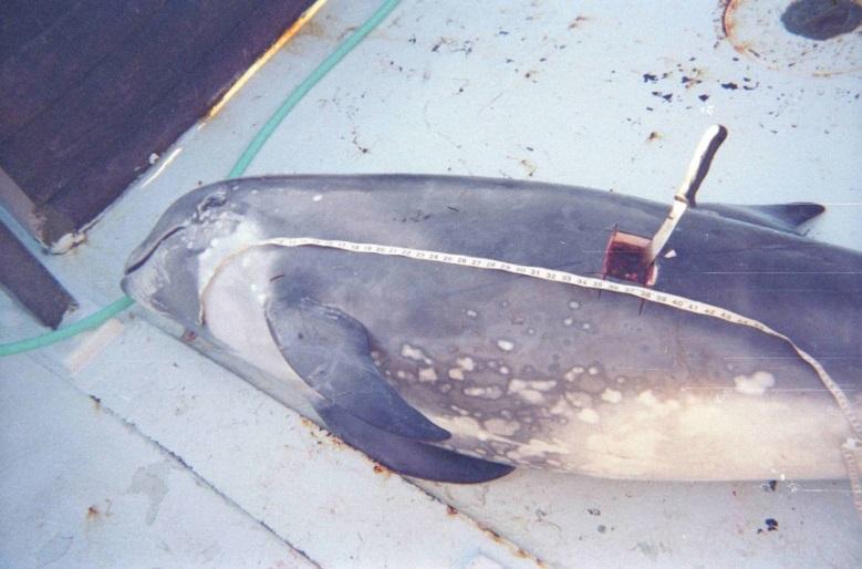 Pacific white-sided dolphin 22 Finfish Total est annual mortality/injury Billfish (excl.