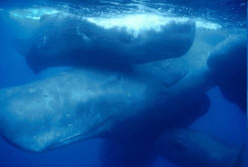 coverage Fishery closes for season if 1 sperm whale