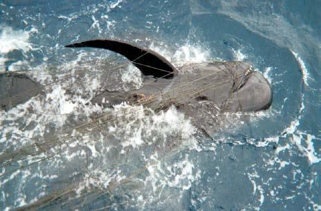 drift gillnet fishery caught: 753 dolphins 507 seals and sea lions 112 seabirds 53