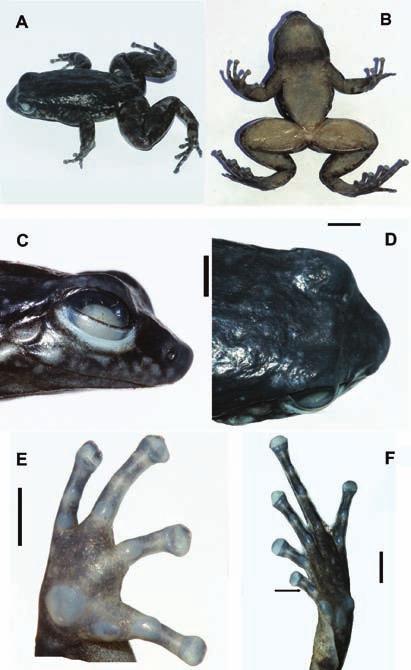 An addition to the diversity of dendrobatid frogs in Venezuela: description of three new Mannophryne Figure 7. Mannophryne urticans sp. nov. in life.