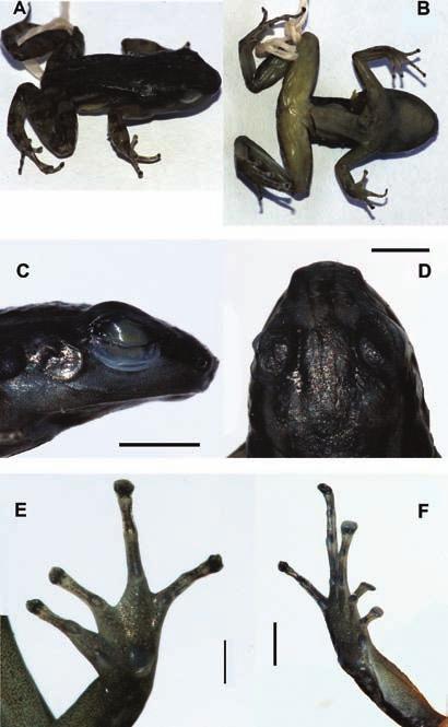 An addition to the diversity of dendrobatid frogs in Venezuela: description of three new Mannophryne Figure 11. Mannophryne vulcano sp. nov. in life.