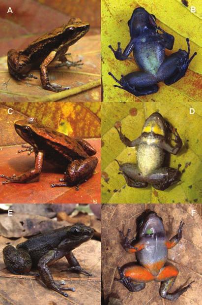 An addition to the diversity of dendrobatid frogs in Venezuela: description of three new Mannophryne Figure 17. Mannophryne leonardoi: (A, B) Male, not collected.