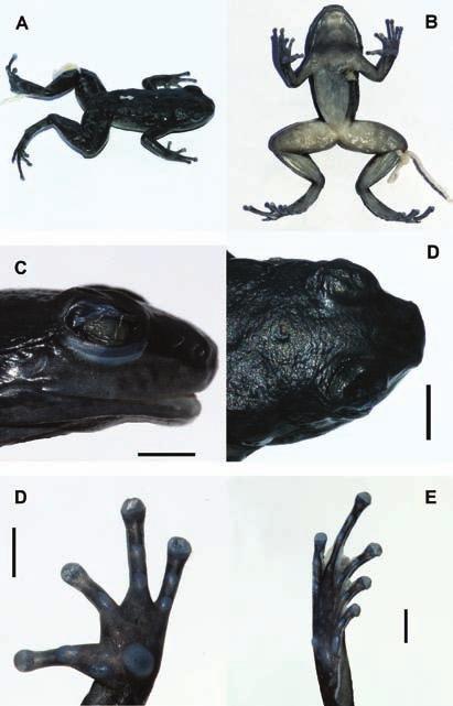 Barrio-Amorós et al. Figure 1. Holotype of Mannophryne orellana sp. nov. Dorsolateral (A), ventral (B), and lateral (C) views of the head. (D) Dorsal view of the head. (E) Ventral view of left hand.