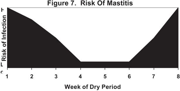 Four Steps Buy healthy cattle younger, non-lactating animals have likely had less exposure to mastitis pathogens and are usually lower risk. Mature, comingled lactating cattle are maximum risk.