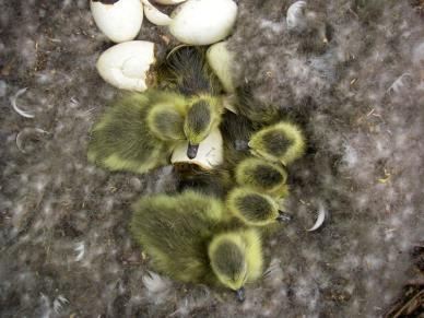 of eggs Number of fledglings # nests Nest size