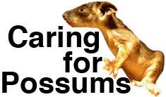 largely denigrated by the wider unappreciative public. The average punter does not understand that even the most common of possums is a protected species!