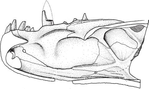 478 T. S. KEMP A nt? mxt? etht? B Figure 1. A, reconstruction of the skeleton of the therocephalian therapsid Regisaurus in lateral and dorsal views (from Kemp, 1986).