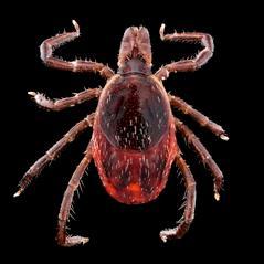 Ticks/100m2 0.1 Ixodes scapularis (blacklegged tick) 0.09 Nymphs Adults 0.08 0.07 0.06 0.05 0.04 0.03 0.02 0.