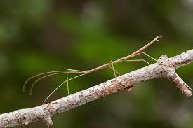 13 14 A walking stick insect
