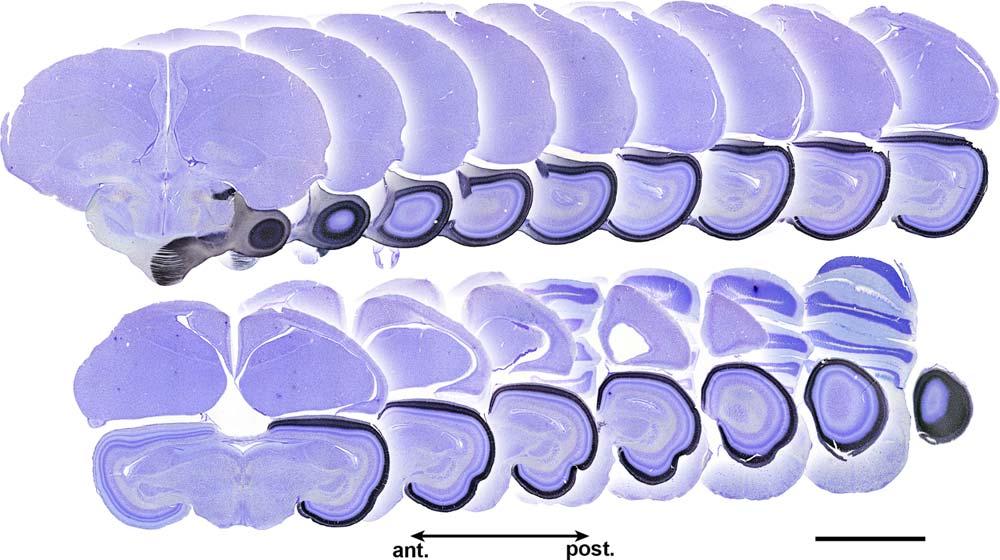 The visual system of a palaeognathous bird Figure 6. Projection pattern of retinal terminals in the contralateral optic tectum.