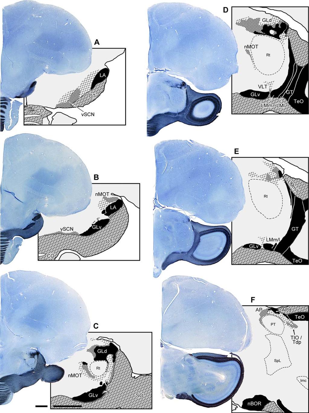 Q. Krabichler et al. Figure 7. Overview of the retinal projections to central targets in the brain.