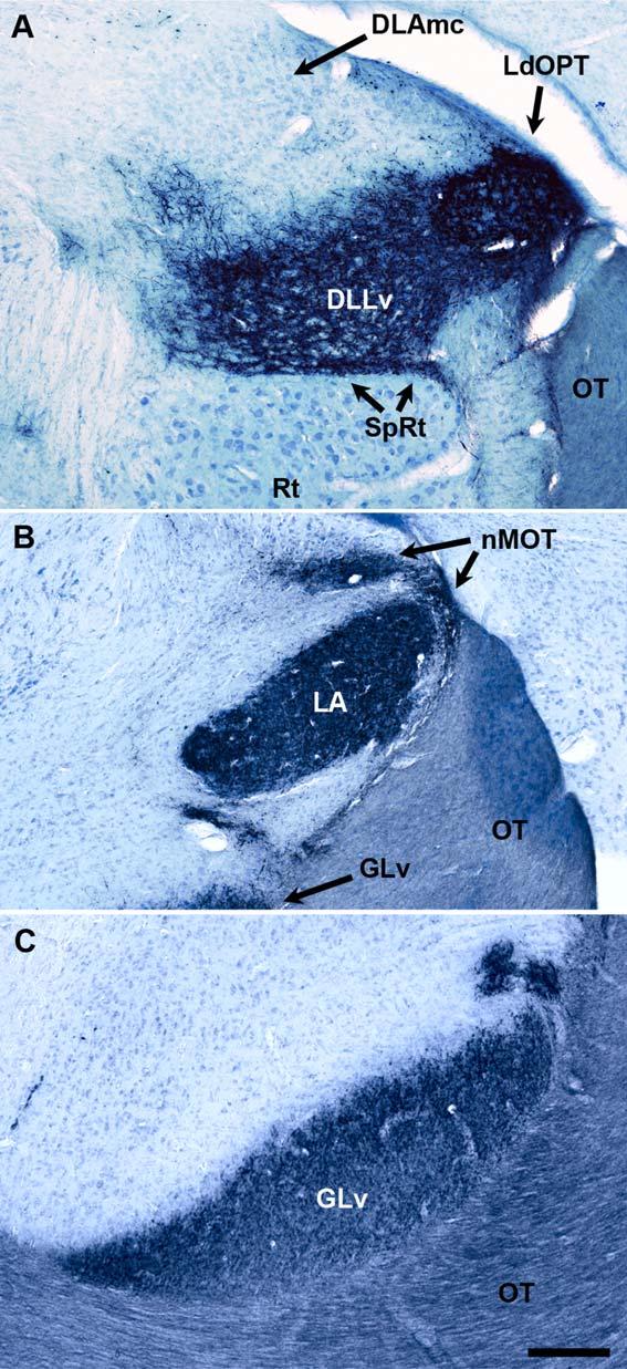The visual system of a palaeognathous bird Figure 8. Detailed view of the retinal projection pattern to the contralateral thalamus.