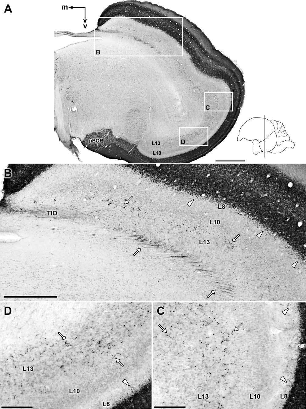 The visual system of a palaeognathous bird Figure 11. Deep tectal terminals after intraocular CTB injection.