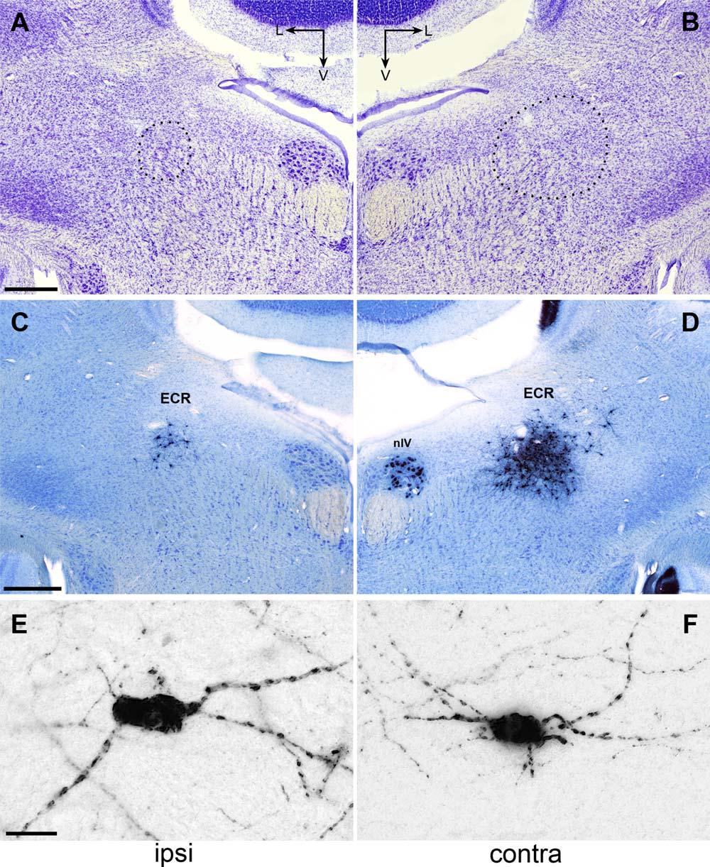 Q. Krabichler et al. Figure 12. The isthmo-optic region of the Chilean tinamou, demonstrated by an intraocular CTB-injection.