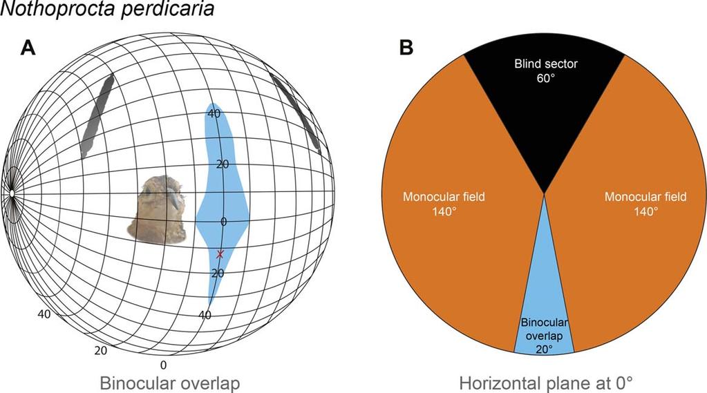 The visual system of a palaeognathous bird Figure 2. Visual field and binocular overlap.
