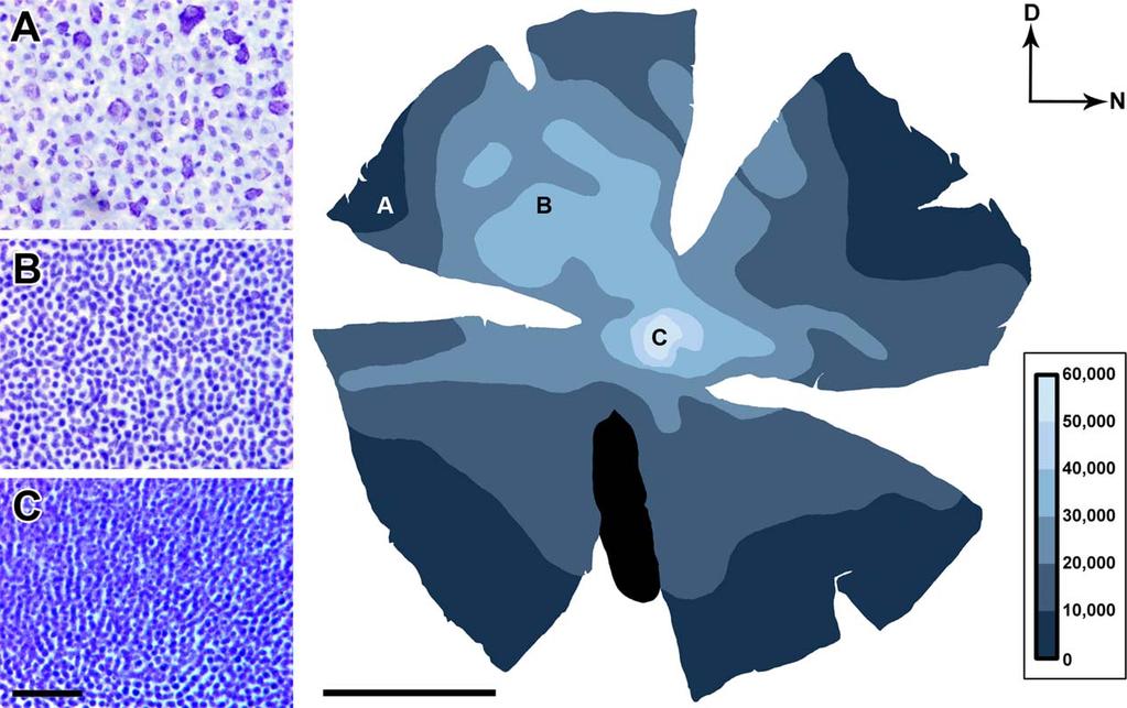Q. Krabichler et al. Figure 3. Topographical distribution of neurons in the retinal ganglion cell layer (GCL).