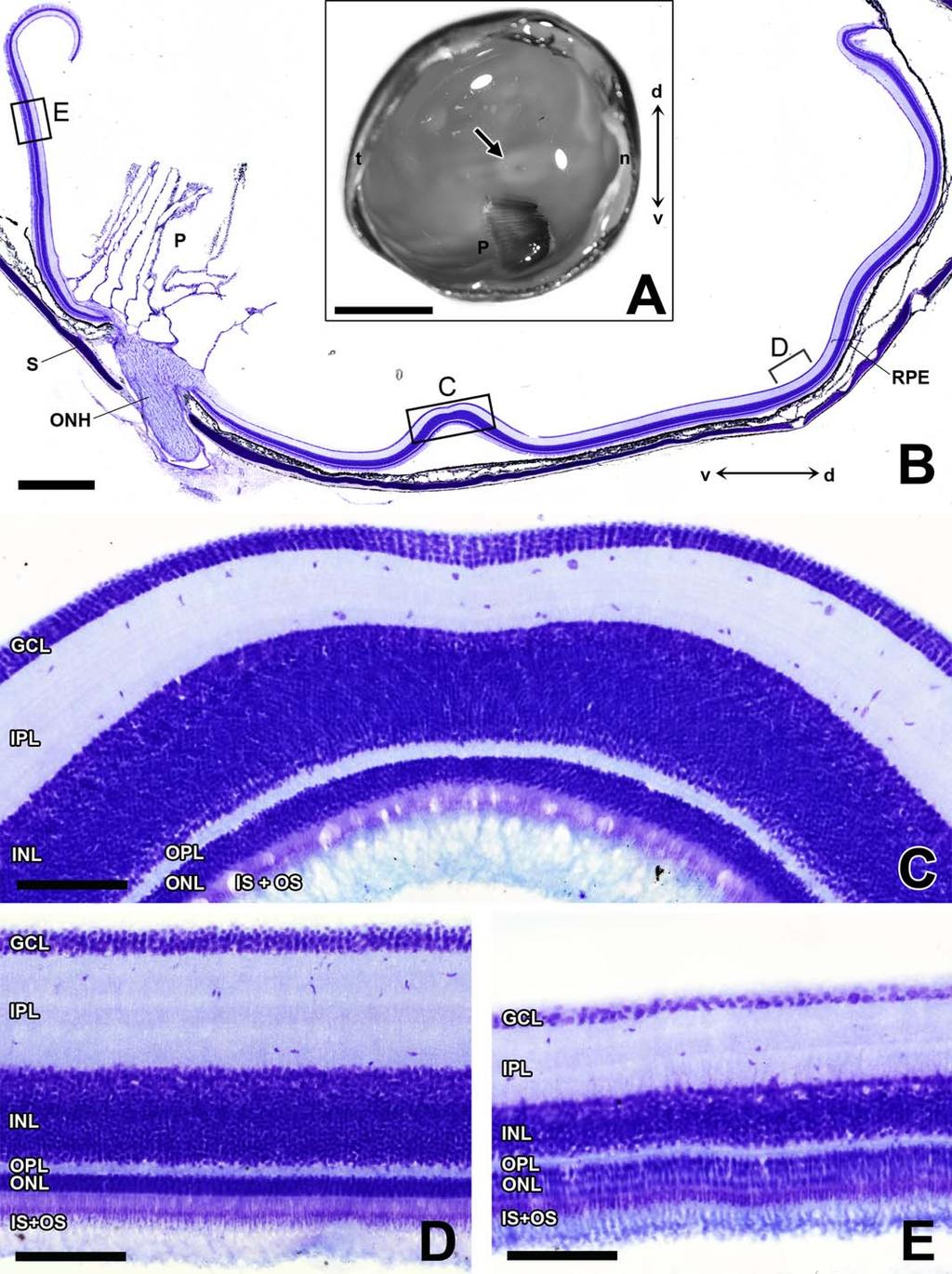 The visual system of a palaeognathous bird Figure 4. The retinal structure and the shallow fovea of the tinamou.