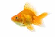 Fish excrete ammonia through their gills, also any solid waste that decomposes will release ammonia.