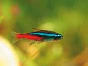 Species of fish that can be kept in an unheated, indoor aquarium Choose the species you would like. Not all species can be kept in the same aquarium.