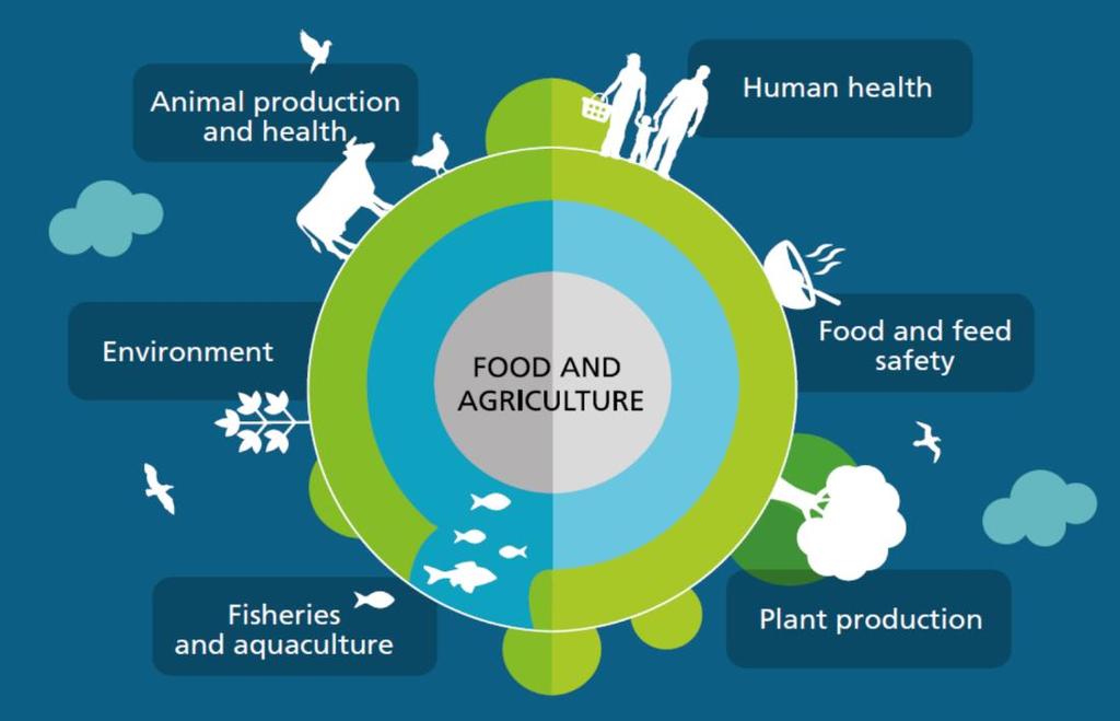 Very complex interface: different productions systems and sectors involved: aquatic, terrestrial, environment What FAO/FI does FAO Action Plan on AMR: