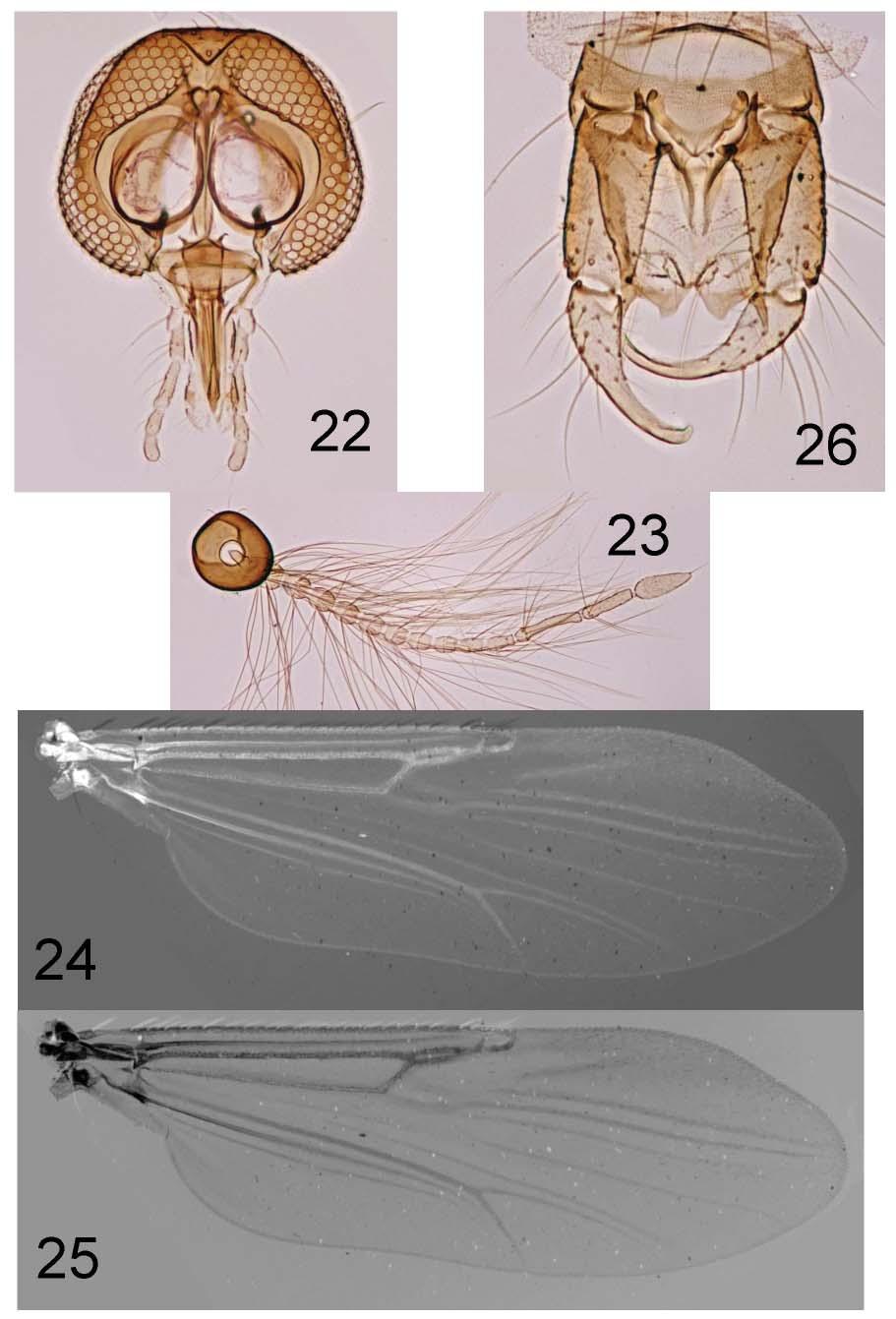 A REVISION OF THE BITING MIDGES INSECTA MUNDI 0441, August 2015 21 Figures 22 26.