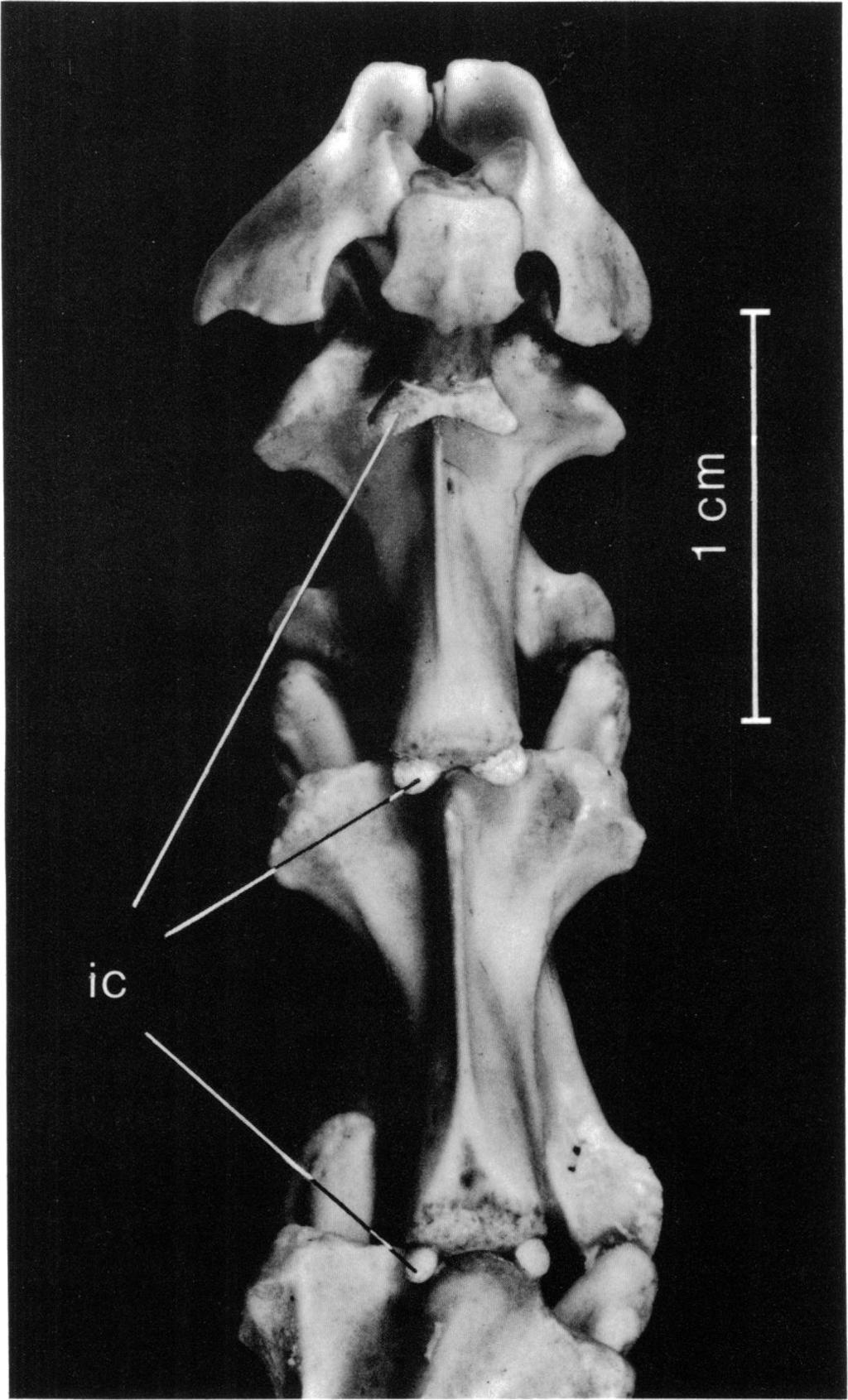 1985 GAFFNEY: MEIOLANIA PLATYCEPS 13 8 FIG. 9. Meiolania platyceps. Ventral view of cervicals one through eight, intercentra shown in stipple. Partially restored, based on AM F:49141.