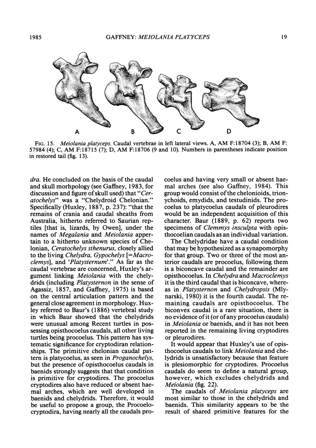 1985 GAFFNEY: MEIOLANIA PLATYCEPS 19 FIG. 15. Meiolania platyceps. Caudal vertebrae in left lateral views. A, AM F: 1874 (3); B, AM F: 57984 (4); C, AM F:18715 (7); D, AM F:1876 (9 and 1).
