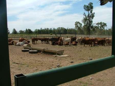 Case study: Transport Duration - Cattle