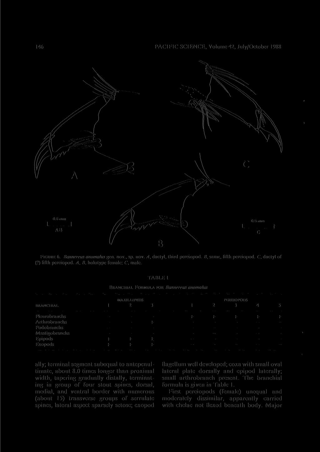 146 PACIFIC SCIENCE, Volume 42, July/October 1988 FIGURE 6. Bannereus anomalus gen. nov., sp. nov. A, dactyl, third pereiopod. B, same, fifth pereiopod. C, dactyl of (?) fifth pereiopod.