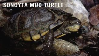 Sonoyta Mud turtle (Kinosternon sonoriense longifemorale) Status: Candidate (as of 11/21/2012; 77 FR 69993) Range: Pima County, AZ This dark, medium sized aquatic turtle, is 7 in (18 cm) long