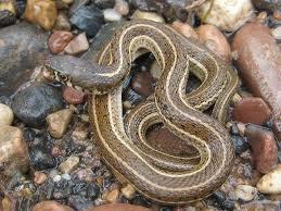 Northern Mexican Garter snake (Thamnophis eques ssp.