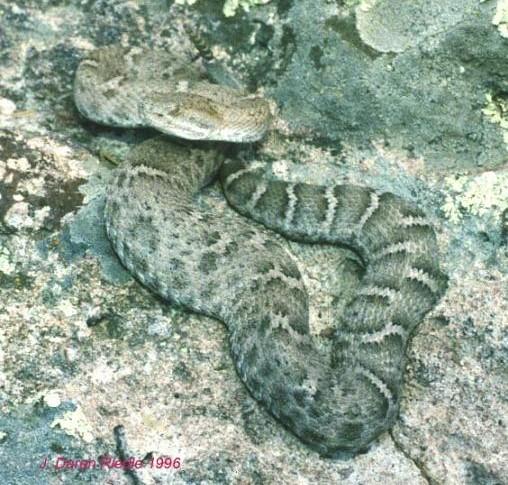 New Mexican Ridge-Nosed rattlesnake (Crotalus willardi obscurus) Status: Threatened (as of 8/4/1978; 43 FR 34479) Range: Cochise county AZ, Hidalgo county NM Critical habitat designated This is a