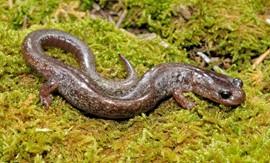 Jemez Mountains salamander (Plethodon neomexicanus) Status: Candidate (as of 9/9/2010; 75 FR 54822) Range: Los Alamos, Rio