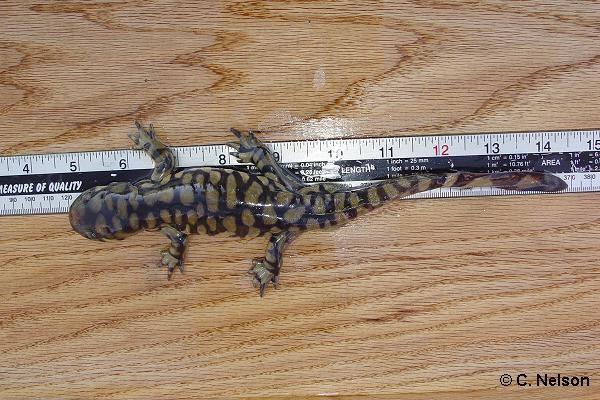 Sonora Tiger Salamander (Ambystoma tigrinum stebbinsi) Status: Endangered (as of 1/6/1997; 62 FR 665) Range: Cochise and Santa Cruz counties AZ Tiger salamanders are large and stocky, 7.6-16.5 cm (3.