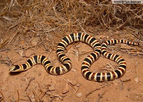 Tucson Shovel-Nosed Snake (Chionactis occipitalis ssp.