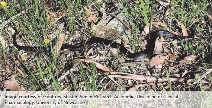 Clinical effects of red-bellied black snake (Pseudechis porphyriacus) envenoming and correlation with venom concentrations: Australian Snakebite Project (ASP-11) Andrew Churchman, Margaret A O Leary,