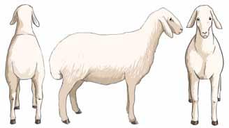 Legs and Feet Sheep should stand squarely, with a leg on