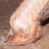 Animals with colored hooves tend to be preferable to animals