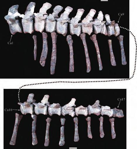 10 JUNCHANG LÜ TIANGUANG LI SHIMIN ZHONG YOICHI AZUMA MASATO FUJITA ZHIMING DONG AND QIANG JI FIGURE 6. The left lateral view of caudal vertebrae of Yunnanosaurus youngi sp. nov.