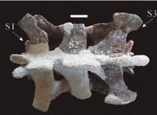 The fourth and the fifth caudal vertebrae They are similar to the third caudal vertebra except for a little difference in size.