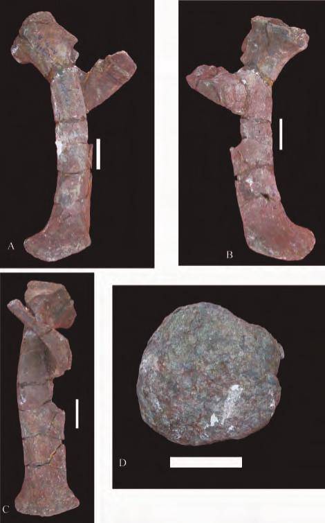 NEW YUNNANOSAURID DINOSAUR FROM YUNNAN PROVINCE, CHINA 11 FIGURE 10. Left pubis of Yunnanosaurus youngi sp.nov.ina, lateral; B, medial; C, posterior; and D, distal end views. Scale bar = 10 cm.