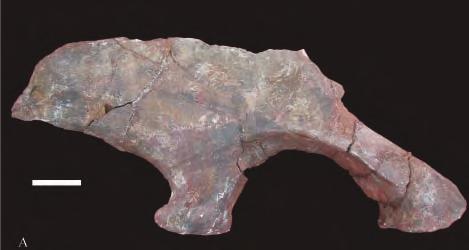 The left ilium is partially preserved, and the other part was lost during excavation. Ilium (Fig.