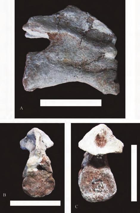 1), Yuanmou County of Yunnan Province Zhanghe Formation (Bureau of Geology and Mineral Resources of Yunnan Province, 1990). Diagnosis.