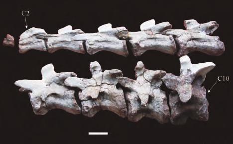 NEW YUNNANOSAURID DINOSAUR FROM YUNNAN PROVINCE, CHINA 7 FIGURE 3. C2 C10, Left lateral view of cervical vertebrae; and D1 D 12, dorsal vertebrae of Yunnanosaurus youngi sp. nov.