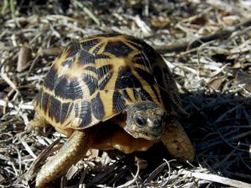 This database is creating a real time map of the current distribution of the remaining spider tortoise populations.