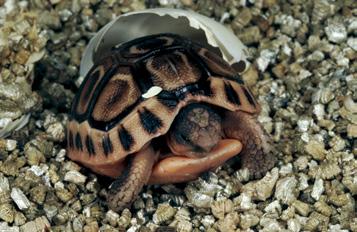 PETER PRASCHAG / BCC By changing the diet of South African tortoises to mainly succulents all three maintained species produced double clutches. Here, a Chersina angulata is hatching.