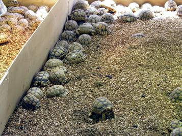 TSA Europe The Egyptian tortoise (Testudo kleinmanni) - latest news on the 2005 confiscated shipment in Italy Henk Zwartepoorte and Alessandro Fornetti Alessandro Fornetti reported extensively on the