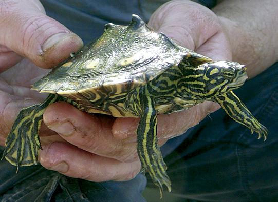 North America Ecology and Conservation of the Yellow-blotched Sawback, an Endemic River Turtle of the Pascagoula River System, Mississippi, USA Will Selman The conservation of quality habitat