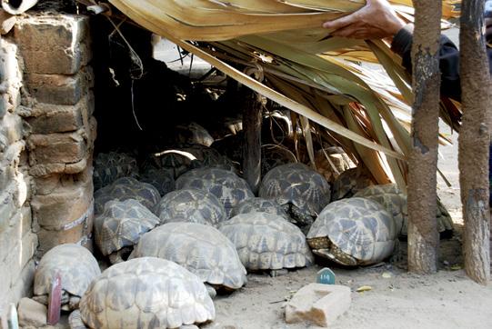 This privately-run star tortoise breeding facility in Bagan maintains a large concentrated number of adults, outnumbering the combined breeding stock of all the government-run operations.